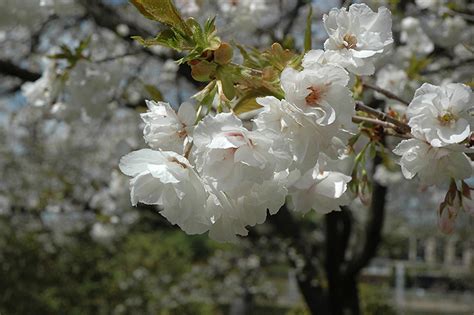 Mt Fuji Flowering Cherry Prunus Serrulata Mt Fuji In Salt Lake