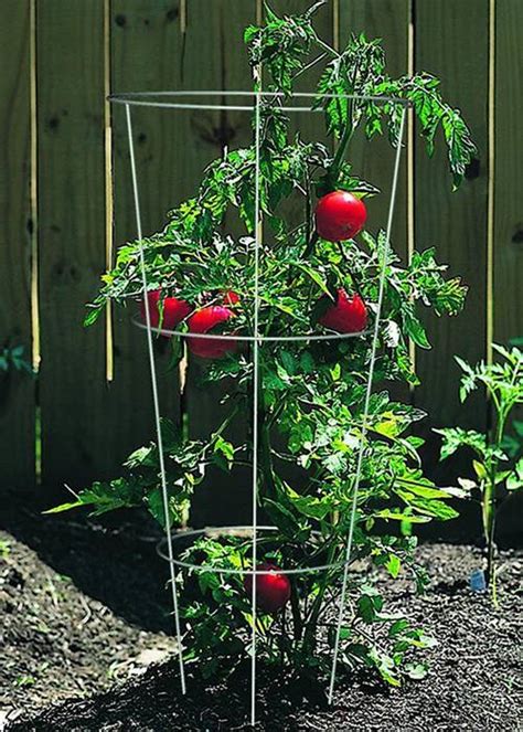 Tomato Cages Keep Peas Cucumbers Zucchini Pepper Growing Healthy