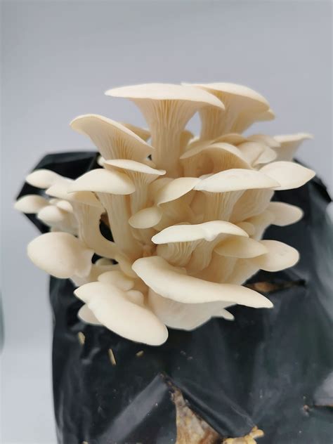 Urban Farm It Oyster Mushroom Spawn White Elm Pleurotus Ostreatus