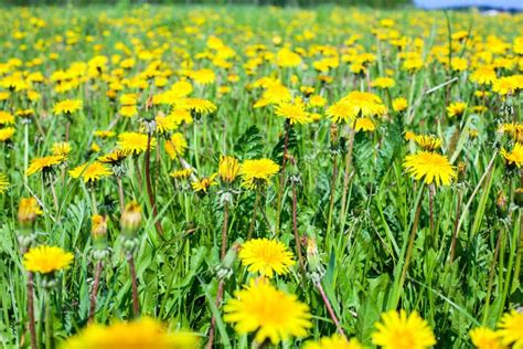 Dandelions Flowers On Green Meadow Close Up Stock Image Image Of