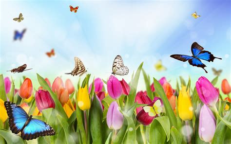 Butterflies And Tulip Field Wallpaper For Widescreen Desktop Pc