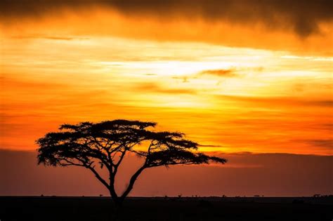 Premium Photo Solitary Tree In The Savanna Against A Background Of A