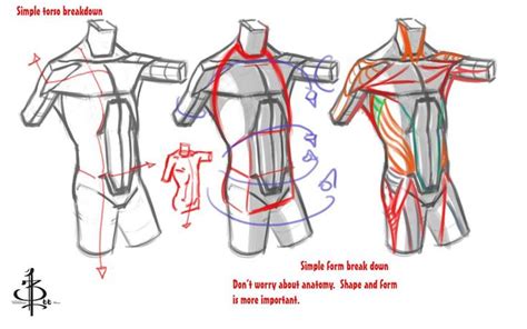Anatomical anatomy teaching model 33.5 tall human torso organ 19 parts male. Torso Form demo by FUNKYMONKEY1945 on DeviantArt | Human ...