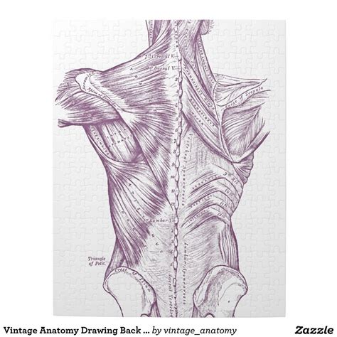 The extensor muscles are attached to back of the spine and enable standing and lifting objects. Vintage Anatomy Drawing Back Muscles Purple Jigsaw Puzzle | Zazzle.com in 2020 | Medical ...