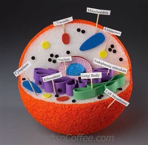 Best 25 Animal Cell Project Ideas On Pinterest Cell Model Project