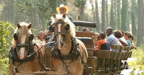 Disneys Fort Wilderness Resort Horse Drawn Wagon Ride