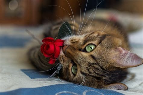 Why Are Cats Attracted To Roses 8 Surprising Reasons Hepper