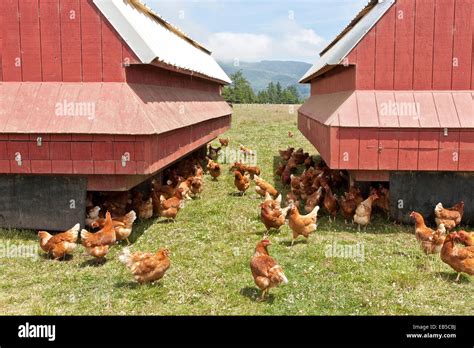 Free Range Organic Chickens Egg Production Pasture Raised Portable