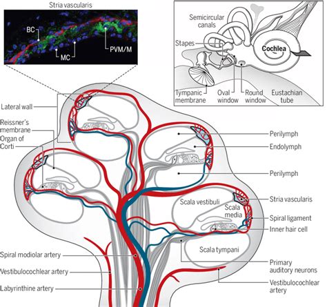 Structure And Blood Supply Of The Cochlea Inset Top Left