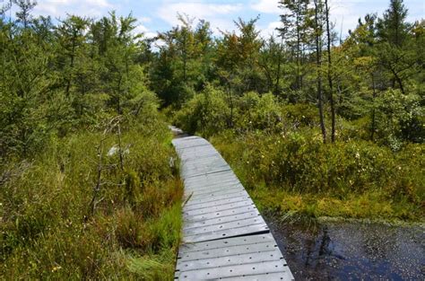 Pinhook Bog Indiana Dunes National Park Nomadic Niko