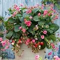 Buy Strawberry Summer Breeze Cherry 3 Plants | Marshalls – Marshalls Garden
