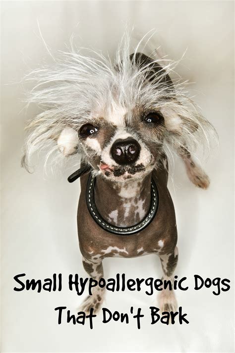 Small Hypoallergenic Dogs That Dont Barkmuch Dog Vills