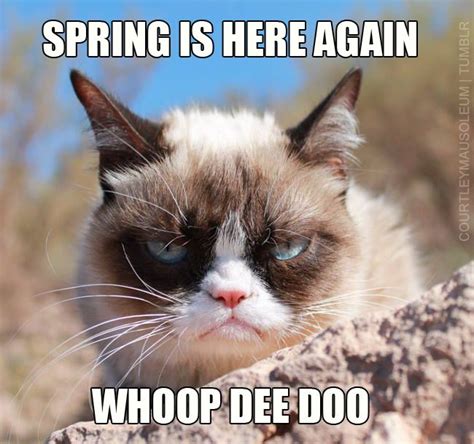 Grumpycat Meme Spring Is Here Again Whoopdeedoo Tardarsauce