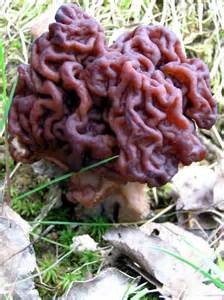 Magic Mushrooms In Michigan Motionndesign