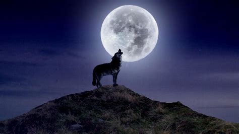 Wolf Howling At The Moon Wallpaper Hd ~ Howling Hdqwalls Bodaqwasuaq