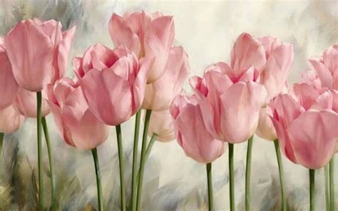 Soft Pink Tulips Hd Desktop Wallpaper Widescreen High Definition