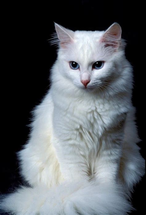 The Turkish Angora Is A Breed Of Domestic Cat Turkish Angoras Are One
