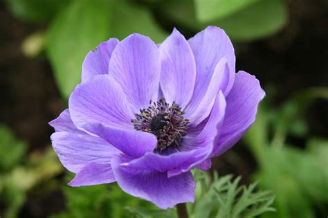 Anemone Flowers Tips For Anemone Plant Care