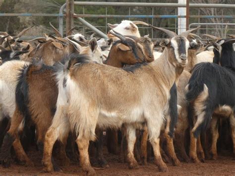 Lot 109 276 Goats Does Auctionsplus