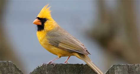 Extremely Rare Yellow Cardinal Photographed In Alabama Is 'One In A ...