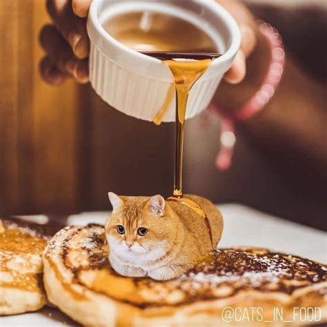 Artist Photoshops Cats Into Food And The Results Are So Cute 30 New