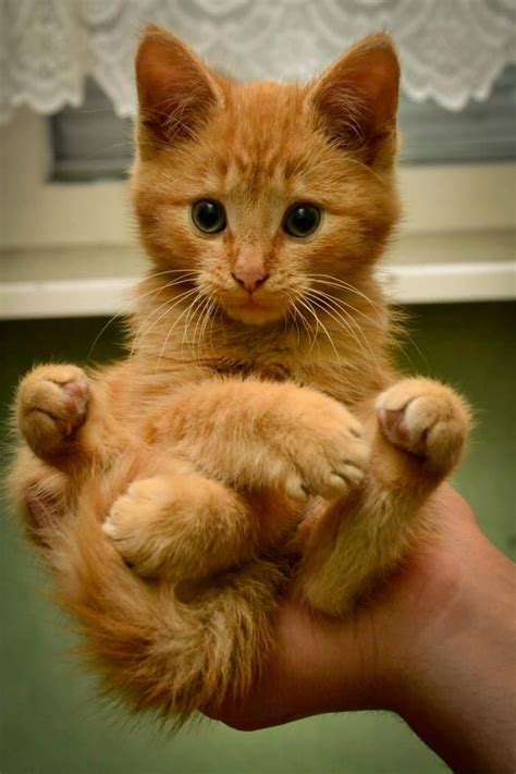 Tabby Cat With Its Legs Crossed Reyebleach
