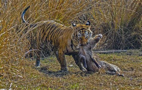 Royal Bengal Tiger Facts Habitat And Information In Nepal