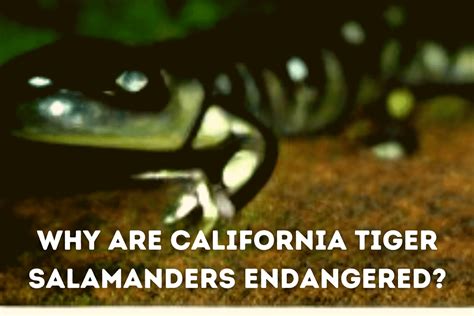 Why Are California Tiger Salamanders Endangered Pets From Afar
