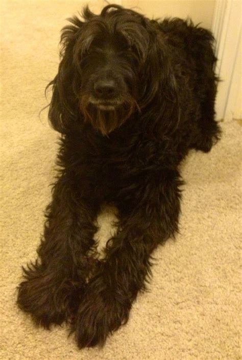 Pin By Courtney Haney On C U T E Labradoodle Miniature Labradoodle
