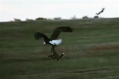 Bald Eagle And Fox Fight Over Rabbit In Midair