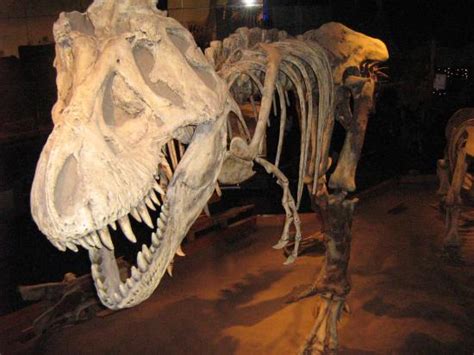 It's no surprise then, that this special, shy little animal is one of australia's most famous creatures. Largest Real Dinosaurs Bones | Dinosaurs Pictures and Facts