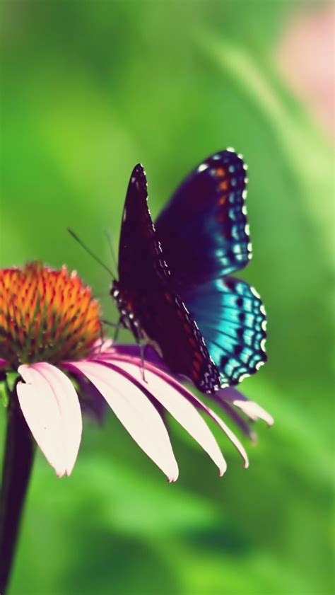 30 Colorful Butterfly Wallpapers Free To Download Godfather Style