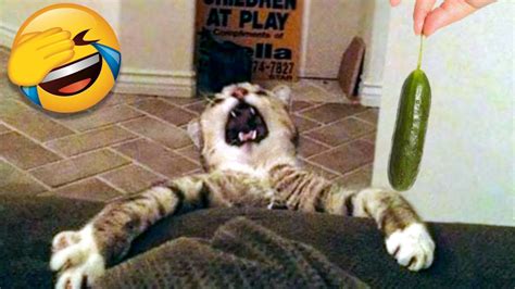 Funny Cat Scares Of Ordinary Things Cute And Funny Cat Reactions