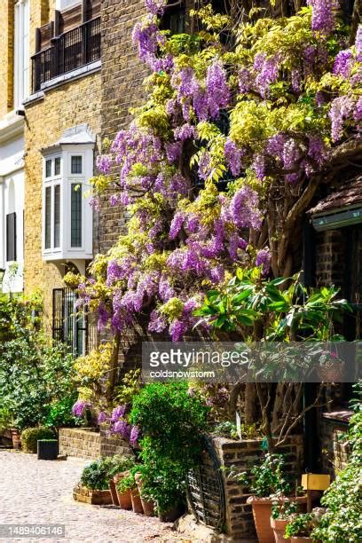 Wisteria Uk Photos And Premium High Res Pictures Getty Images