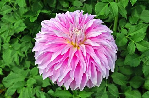 Top 10 Brand New Types Of Dahlias For 2022 Birds And Blooms