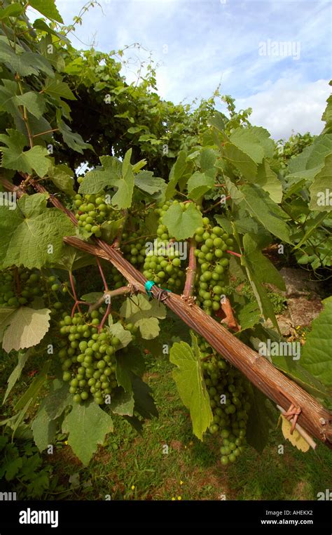 Vinho Verde Hi Res Stock Photography And Images Alamy