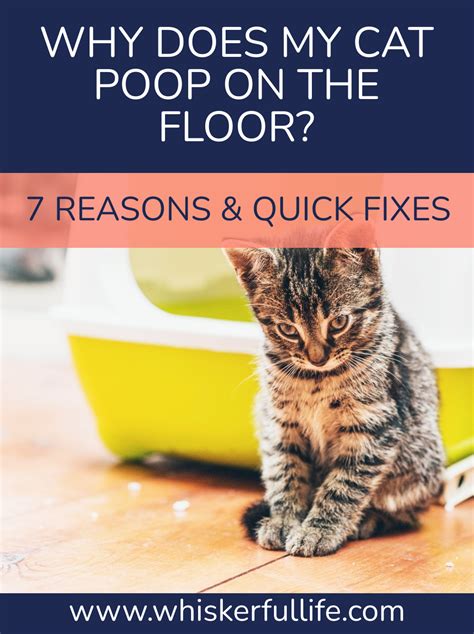 What Can I Use To Stop My Cat From Pooping On The Carpet Face Major
