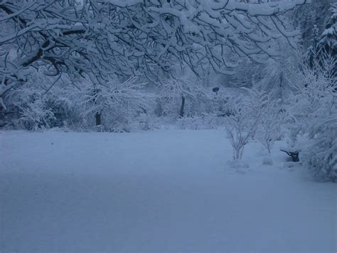 Winter Wonderlands In The Back Yard