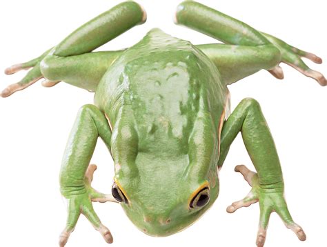 Green Frog Png