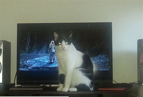 Ten Pictures Of Cats Controlling The Tv Watching What They Want