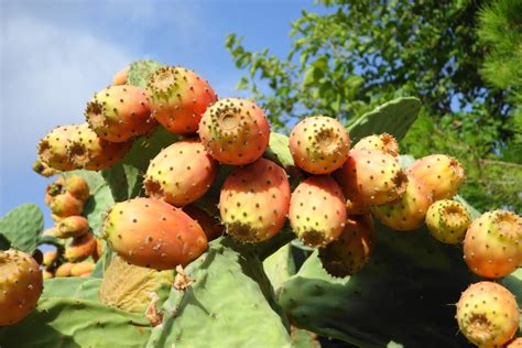 Free Images Tree Fruit Flower Food Produce Evergreen Autumn