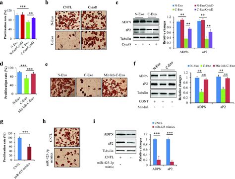 exosomal mir 425 3p inhibited preadipocyte proliferation and download scientific diagram