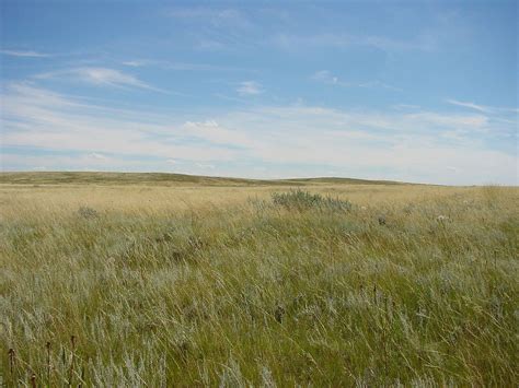 Northern Shortgrass Prairie Wikipedia