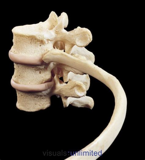 Anatomy Of Back Ribs Flashcards Anatomyphysiology 310 Exam 2