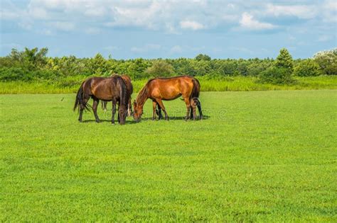 Green Pastures Of Horse Farms Country Spring Landscape Stock Image