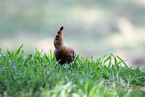 Hoopoe Bird On The Lawn Free Stock Photo Public Domain Pictures