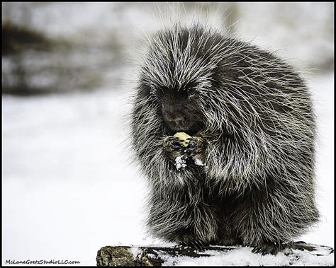 The Last Of The Porcupines Winter Stash Photograph By Leeann