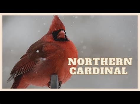 How To Pronounce Cardinal