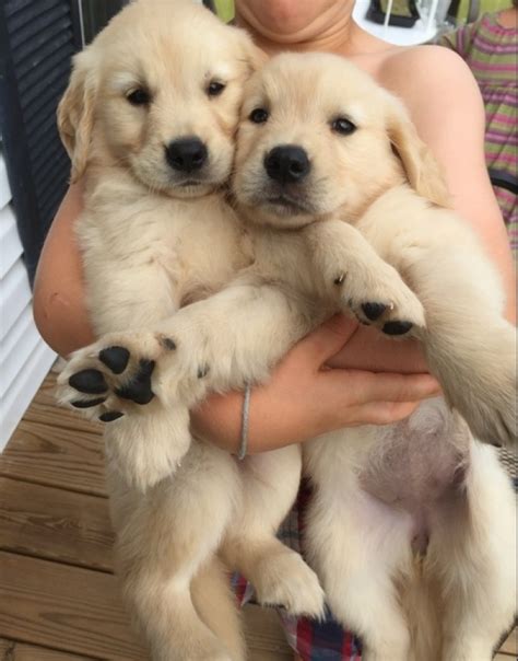 Click here to be notified when new golden retriever puppies are listed. Gsg Golden Retriever Puppies for Sale | Handmade Michigan
