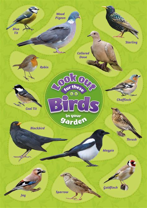 Other guides divide bird species into broad categories, such as birds of prey, seabirds, wading birds, perching birds, and swimming birds. Bird Identification Poster - Perfect School Nature Areas ...